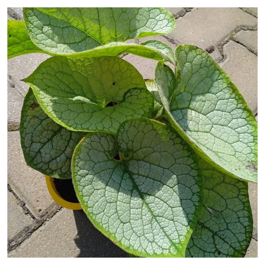 Brunnera macrophylla Silver Heart Brunnera wielkolistna- Rośliny od Ogrodnika Szkółka Barcikowscy