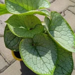 Brunnera macrophylla Silver Heart Brunnera wielkolistna- Rośliny od Ogrodnika Szkółka Barcikowscy
