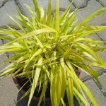 Hakonechloa macra All Gold Hakonechloa smukła- Rośliny od Ogrodnika Szkółka Barcikowscy