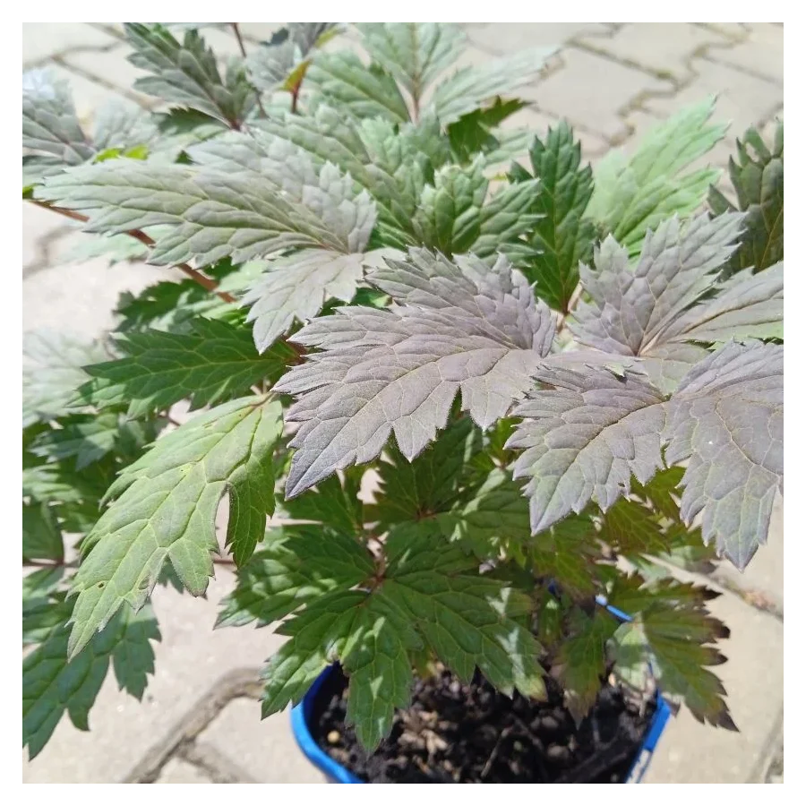 Cimicifuga Pink Spike Pluskwica - Rośliny od Ogrodnika Szkółka Barcikowscy