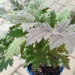 Cimicifuga Pink Spike Pluskwica - Rośliny od Ogrodnika Szkółka Barcikowscy