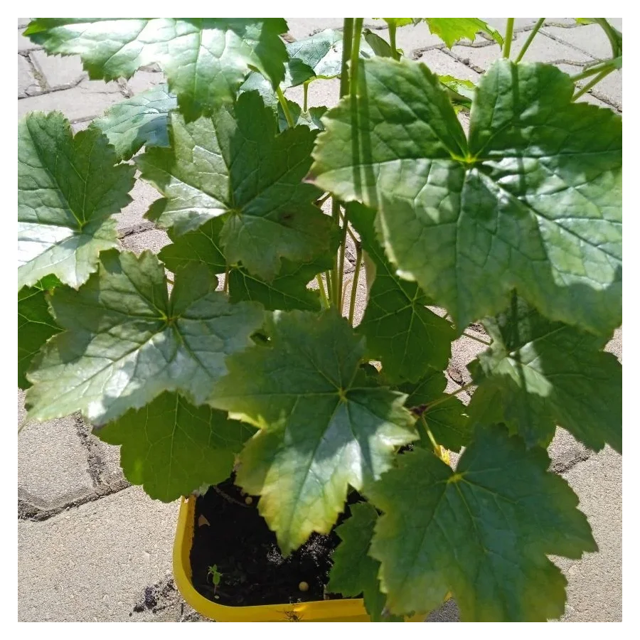 Cimicifuga racemosa Silver Dance Pluskwica groniasta- Rośliny od Ogrodnika Szkółka Barcikowscy