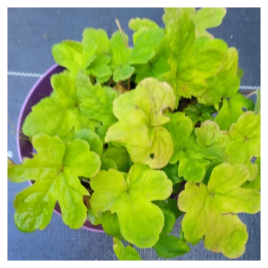 Tiarella Spring Symphony Tiarella- Rośliny od Ogrodnika Szkółka Barcikowscy