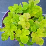 Tiarella Spring Symphony Tiarella- Rośliny od Ogrodnika Szkółka Barcikowscy