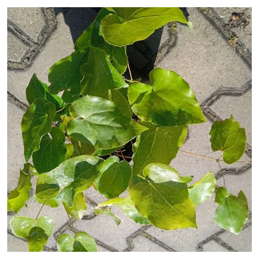 Epimedium perralchicum Frohnleiten Epimedium - Rośliny od Ogrodnika Szkółka Barcikowscy