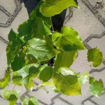 Epimedium perralchicum Frohnleiten Epimedium - Rośliny od Ogrodnika Szkółka Barcikowscy