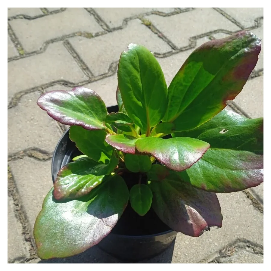 Bergenia x hybrida Vintage Blush Bergenia- Rośliny od Ogrodnika Szkółka Barcikowscy