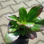 Bergenia x hybrida Vintage Blush Bergenia- Rośliny od Ogrodnika Szkółka Barcikowscy