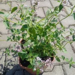 Nepeta racemosa Amelia Kocimiętka groniasta- Rośliny od Ogrodnika Szkółka Barcikowscy