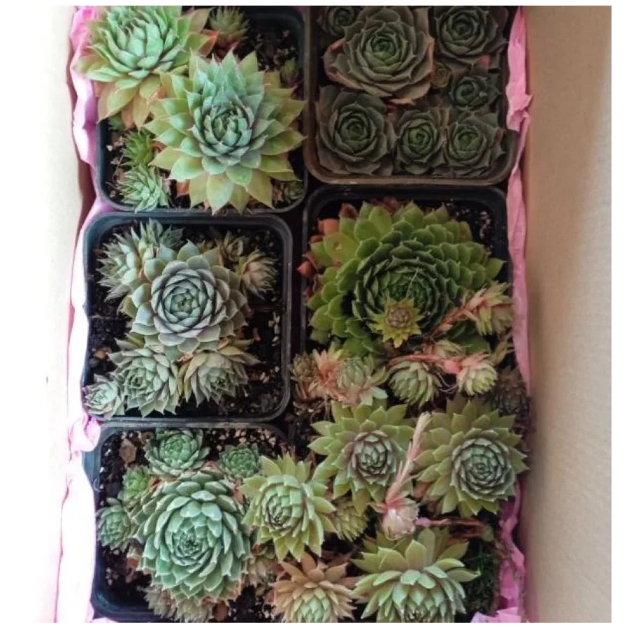 Zestaw rojników ,,Zielona kolekcja''- 6 sztuk