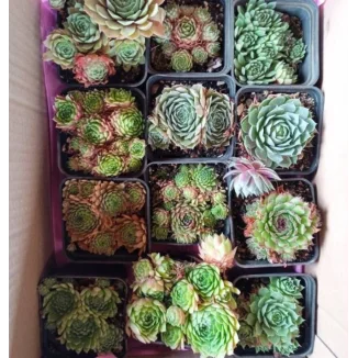 Zestaw rojników ,,Zielona kolekcja''- 12 sztuk- Rośliny od Ogrodnika Szkółka Barcikowscy