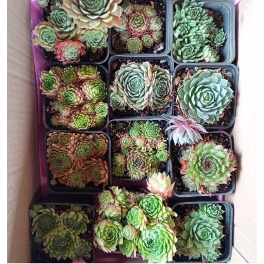 Zestaw rojników ,,Zielona kolekcja''- 12 sztuk- Rośliny od Ogrodnika Szkółka Barcikowscy