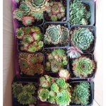 Zestaw rojników ,,Zielona kolekcja''- 12 sztuk- Rośliny od Ogrodnika Szkółka Barcikowscy