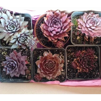 Zestaw rojników ,,Czerwona kolekcja''- 6 sztuk- Rośliny od Ogrodnika Szkółka Barcikowscy