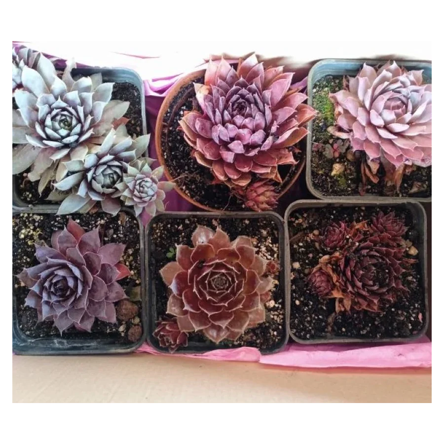 Zestaw rojników ,,Czerwona kolekcja''- 6 sztuk- Rośliny od Ogrodnika Szkółka Barcikowscy