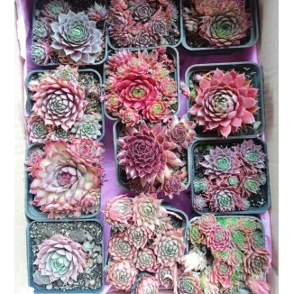 Zestaw rojników ,,Czerwona kolekcja''- 12 sztuk- Rośliny od Ogrodnika Szkółka Barcikowscy