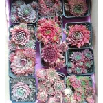 Zestaw rojników ,,Czerwona kolekcja''- 12 sztuk- Rośliny od Ogrodnika Szkółka Barcikowscy