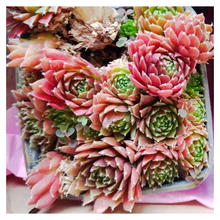 Zestaw rojników ,,Czerwona kolekcja''- 12 sztuk- Rośliny od Ogrodnika Szkółka Barcikowscy