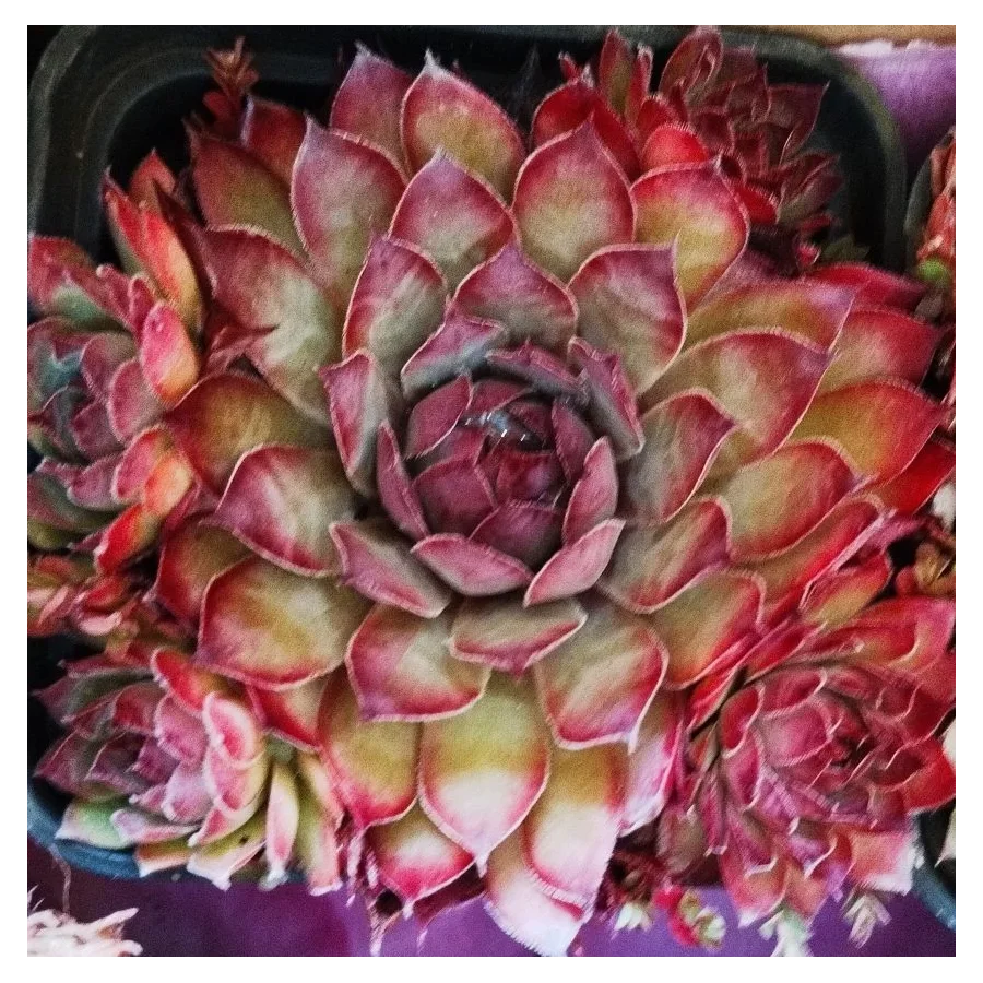 Zestaw rojników ,,Czerwona kolekcja''- 12 sztuk- Rośliny od Ogrodnika Szkółka Barcikowscy