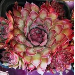 Zestaw rojników ,,Czerwona kolekcja''- 12 sztuk- Rośliny od Ogrodnika Szkółka Barcikowscy