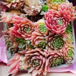 Zestaw rojników ,,Czerwona kolekcja''- 6 sztuk- Rośliny od Ogrodnika Szkółka Barcikowscy