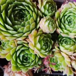 Zestaw rojników ,,Zielona kolekcja''- 6 sztuk