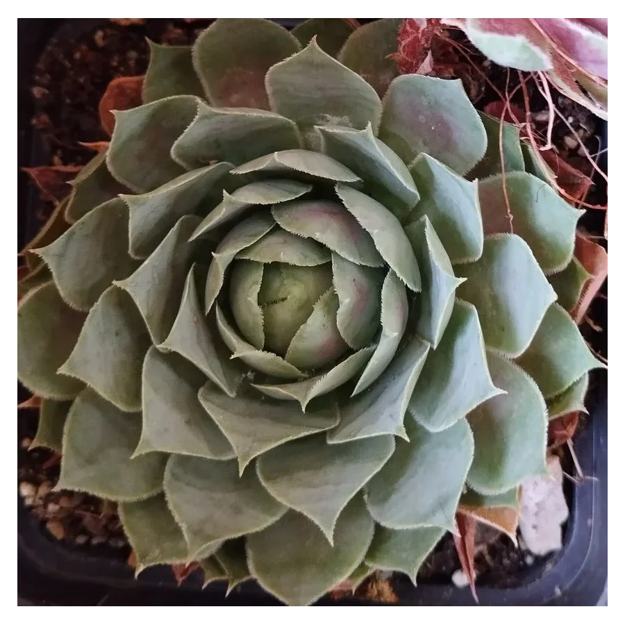 Zestaw rojników ,,Zielona kolekcja''- 12 sztuk- Rośliny od Ogrodnika Szkółka Barcikowscy