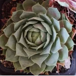 Zestaw rojników ,,Zielona kolekcja''- 12 sztuk- Rośliny od Ogrodnika Szkółka Barcikowscy