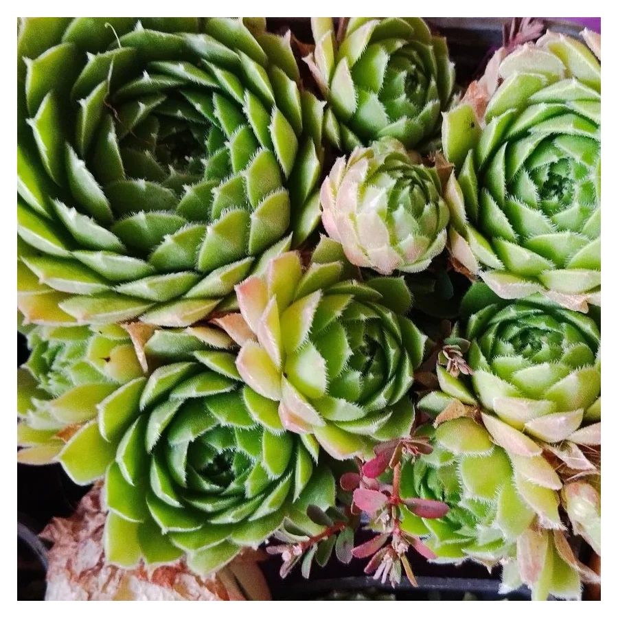 Zestaw rojników ,,Zielona kolekcja''- 12 sztuk- Rośliny od Ogrodnika Szkółka Barcikowscy