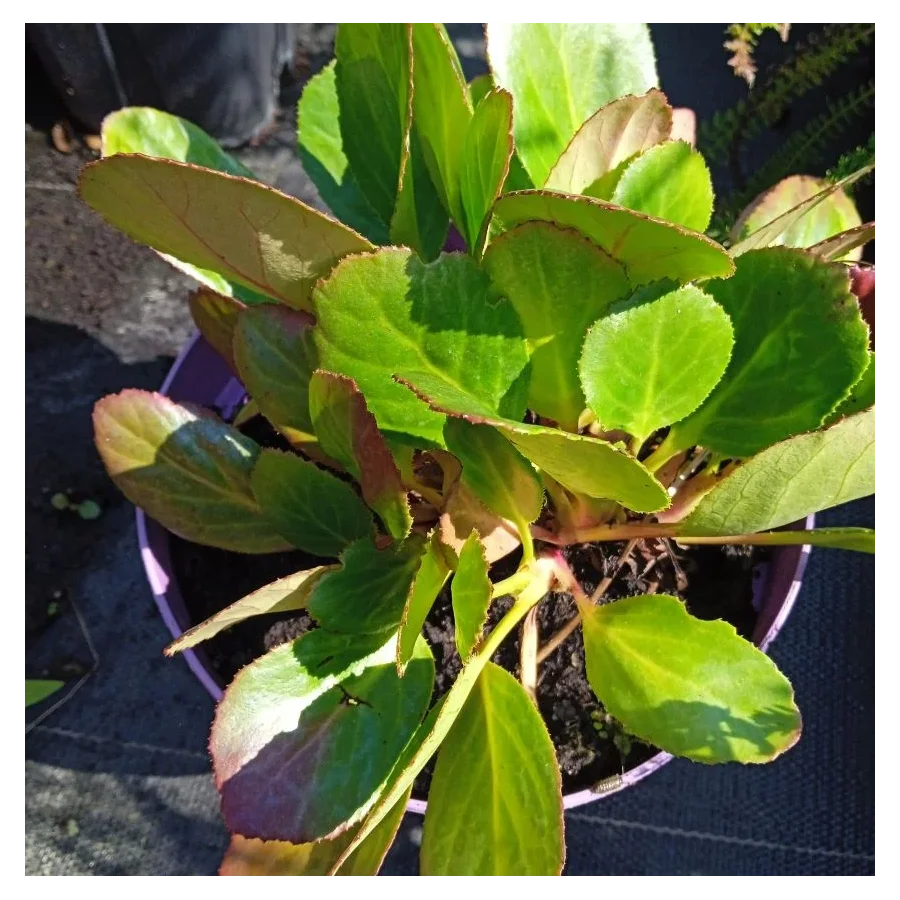 Bergenia Dragonfly Angel Kiss Bergenia- Rośliny od Ogrodnika Szkółka Barcikowscy