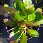 Bergenia Dragonfly Angel Kiss Bergenia- Rośliny od Ogrodnika Szkółka Barcikowscy