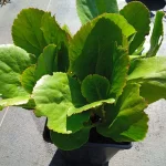 Bergenia x bybrida Vintage Pink Bergenia- Rośliny od Ogrodnika Szkółka Barcikowscy