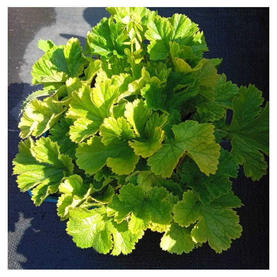 Geum hybridum Golden Joy Kuklik- Rośliny od Ogrodnika Szkółka Barcikowscy
