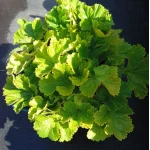 Geum hybridum Golden Joy Kuklik- Rośliny od Ogrodnika Szkółka Barcikowscy