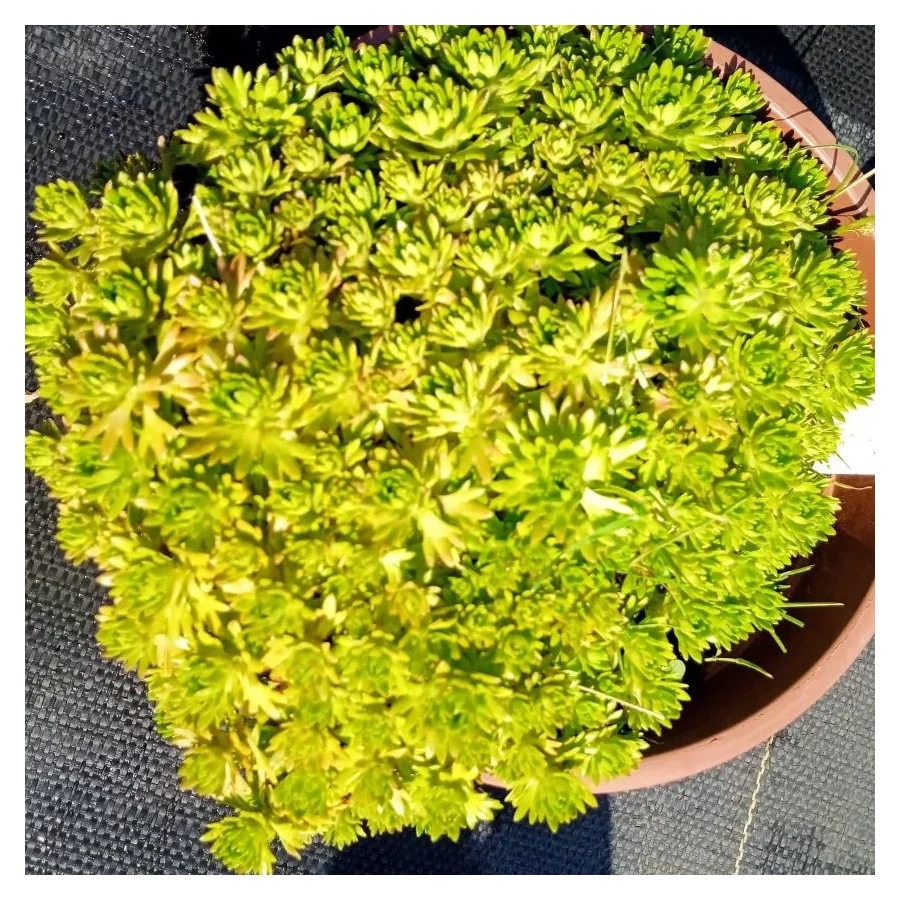 Saxifraga arendsii Floral Carpet/Blutenteppich Skalnica Arendsa - Rośliny od Ogrodnika Szkółka Barcikowscy