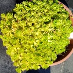 Saxifraga arendsii Floral Carpet/Blutenteppich Skalnica Arendsa - Rośliny od Ogrodnika Szkółka Barcikowscy