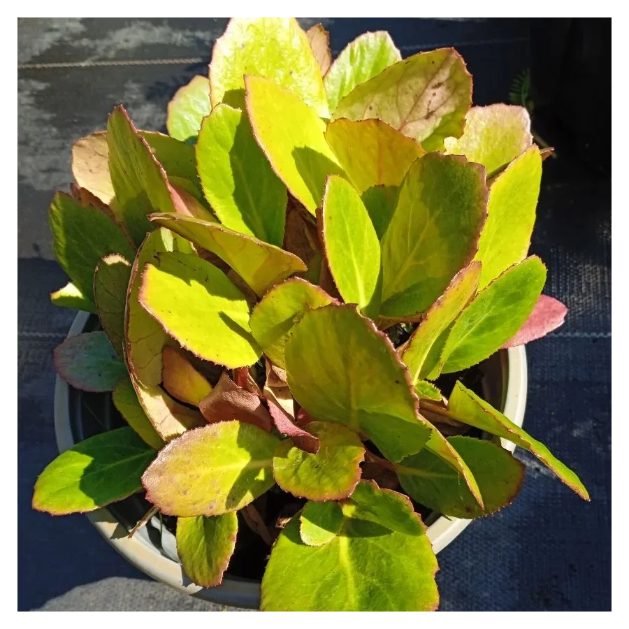 Bergenia cordifolia Flirt Bergenia sercolistna- Rośliny od Ogrodnika Szkółka Barcikowscy