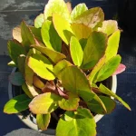 Bergenia cordifolia Flirt Bergenia sercolistna- Rośliny od Ogrodnika Szkółka Barcikowscy