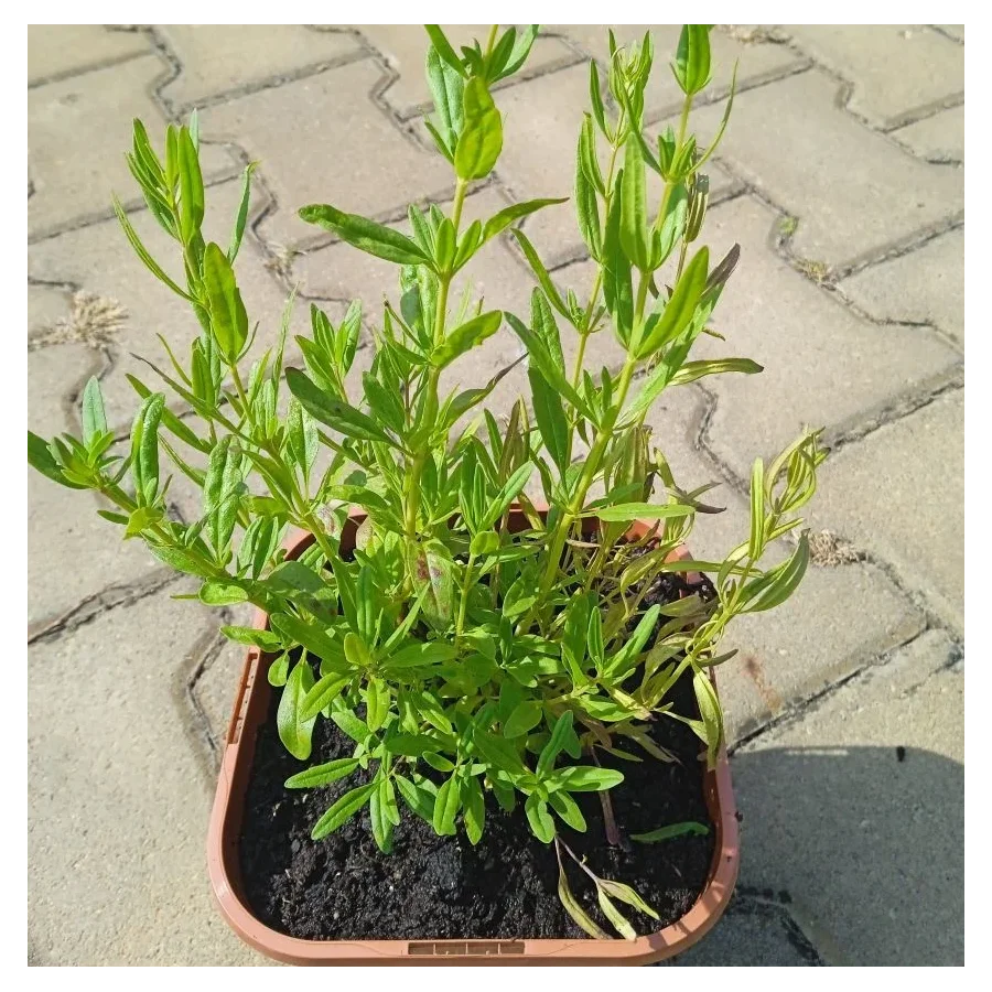 Hyssopus officinalis Hyzop lekarski- Rośliny od Ogrodnika Szkółka Barcikowscy