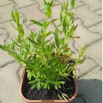 Hyssopus officinalis Hyzop lekarski- Rośliny od Ogrodnika Szkółka Barcikowscy