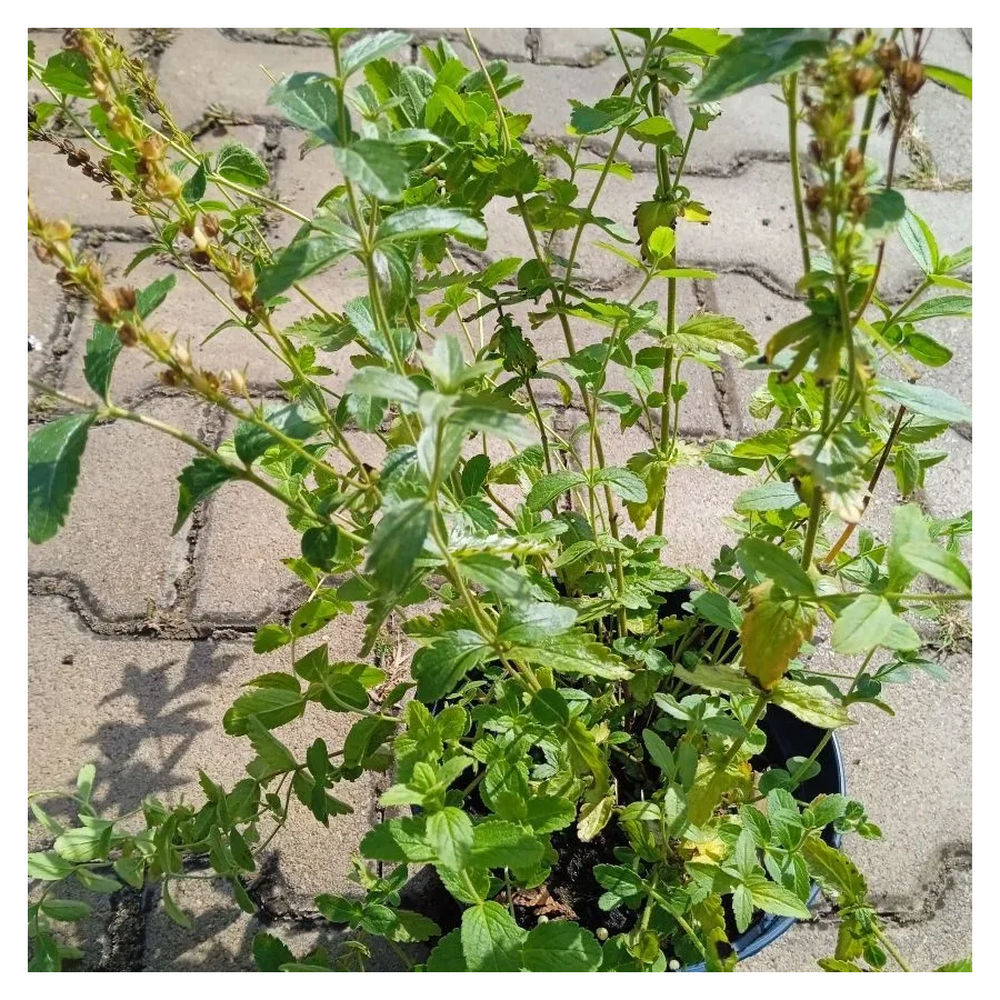 Veronica teucrium Royal Blue Przetacznik -Rośliny od Ogrodnika Szkółka Barcikowscy