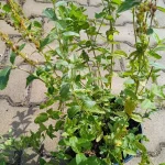 Veronica teucrium Royal Blue Przetacznik -Rośliny od Ogrodnika Szkółka Barcikowscy