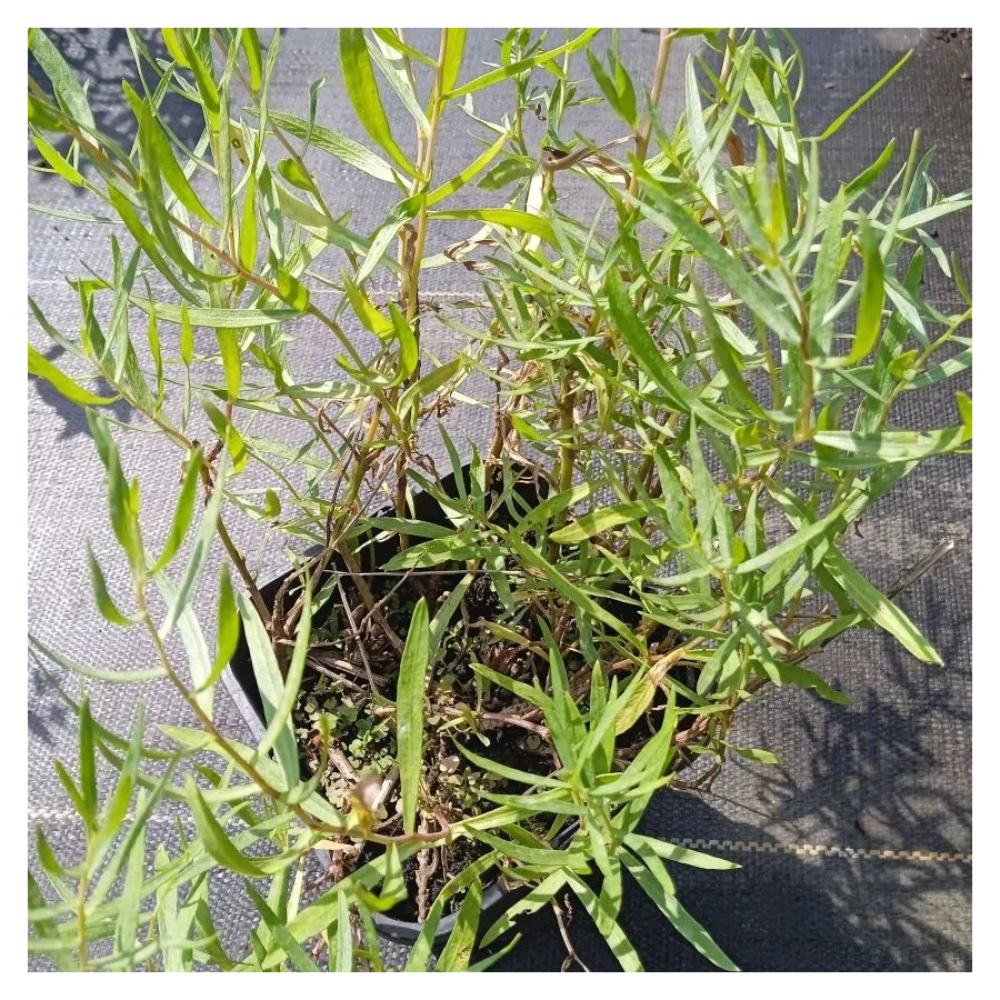 Artemisia dracunculus French Dragon Bylica draganek- Rośliny od Ogrodnika Szkółka Barcikowsccy