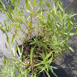 Artemisia dracunculus French Dragon Bylica draganek- Rośliny od Ogrodnika Szkółka Barcikowsccy