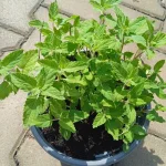 Nepeta grandiflora Dawn to Dusk Kocimiętka wielkokwiatowa- Rośliny od Ogrodnika Szkółka Barcikowscy