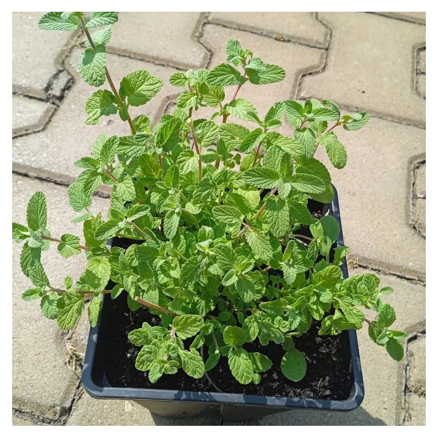 Nepeta racemosa Grog Kocimiętka groniasta- Rośliny od Ogrodnika Szkółka Barcikowscy