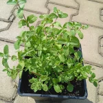 Nepeta racemosa Grog Kocimiętka groniasta- Rośliny od Ogrodnika Szkółka Barcikowscy