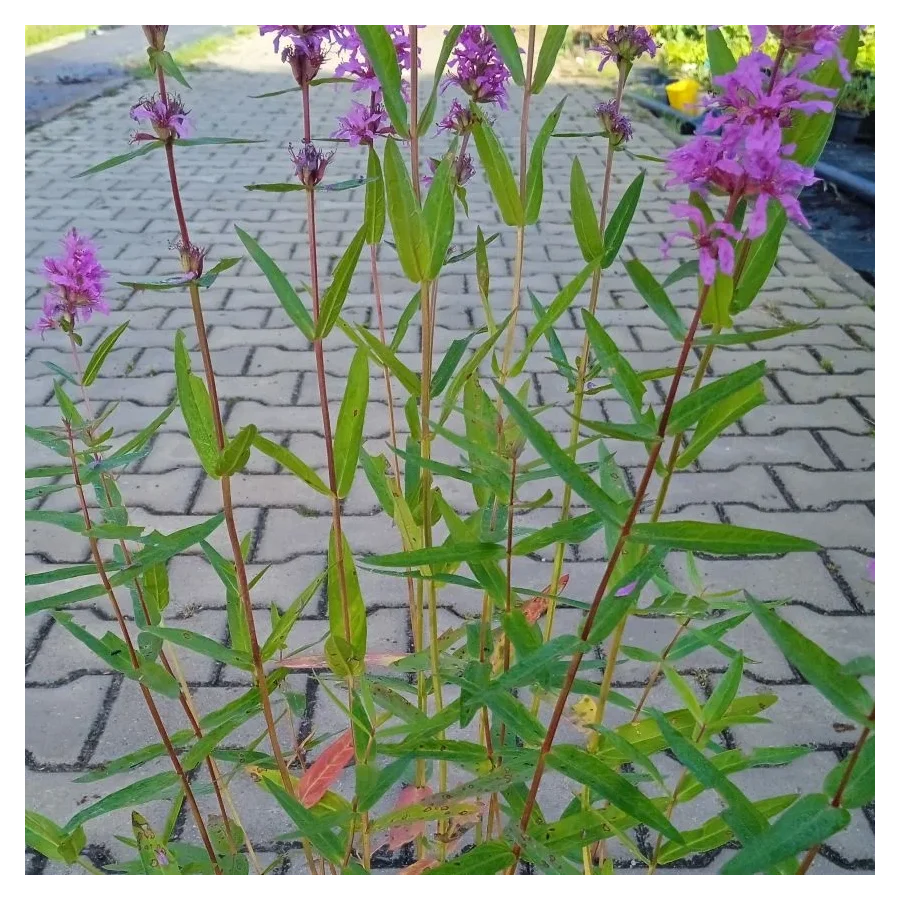 Lythrum hybrida Luminara Lilac Krwawnica-Rośliny od Ogrodnika Szkółka Barcikowscy