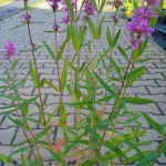 Lythrum hybrida Luminara Lilac Krwawnica-Rośliny od Ogrodnika Szkółka Barcikowscy