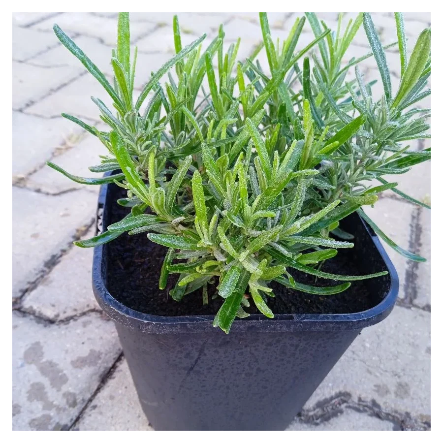 Lavandula angustifolia Munstead Lawenda wąskolistna- Rośliny od Ogrodnika Szkółka Barcikowscy